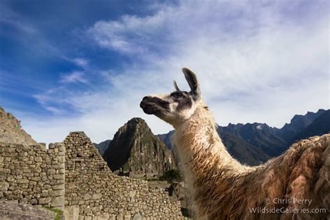 former machu picchu resident